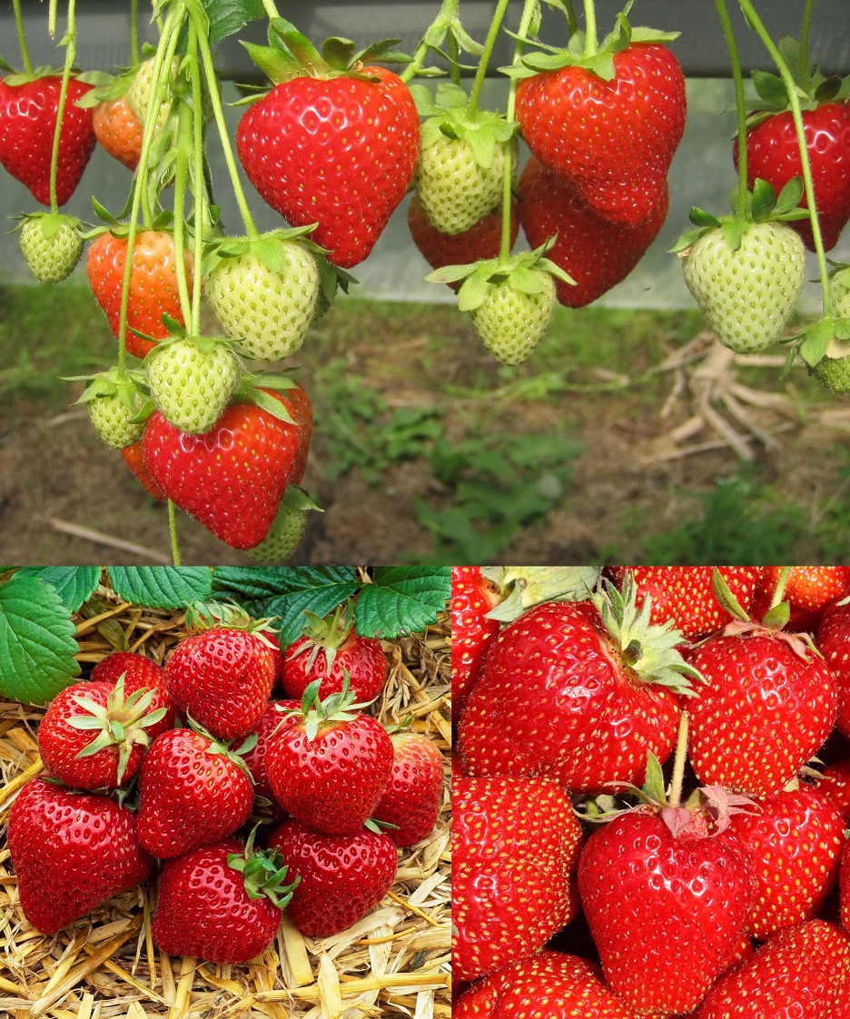 All Season Strawberry Plant Collection 15 plants Strawberry Plants